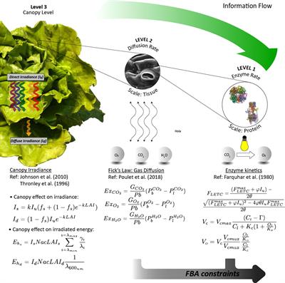 Enhancing control systems of higher plant culture chambers via multilevel structural mechanistic modelling